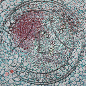 13-355 Pisum sativum Prepared Microscope Slide