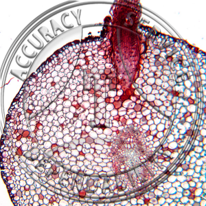 13-356 Podophyllum peltatum Root CS Prepared Microscope Slide