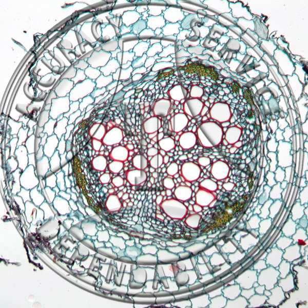 13-9D Pisum sativum Mature Root CS Prepared Microscope Slide