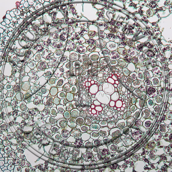 13-10C-4 Ranunculus acris Root Maturing Metaxylem Prepared Microscope Slide