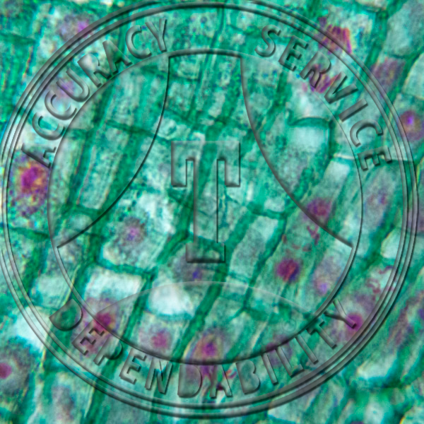 13-10DDD Ranunculus acris Root Tip LS Mitosis Prepared Microscope Slide