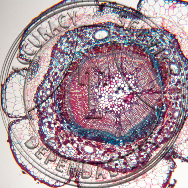 A-237C-1 Abies balsamea Stem CS Prepared Microscope Slide