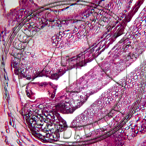 A-237C-4 Abies balsamea Female Cone Prepared Microscope Slide