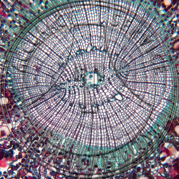 A-237C-6 Abies balsamea Root Prepared Microscope Slide