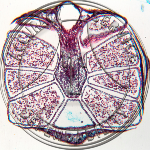 A-240-2 Juniperus barbadensis Male Strobilus CS Prepared Microscope Slide