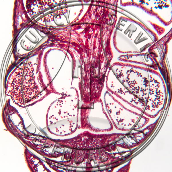 A-240-3 Juniperus barbadensis Male Strobilus LS Prepared Microscope Slide 