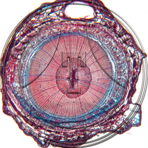 A-241-2 Juniperus virginia Older Stem with Rings Prepared Microscope Slide