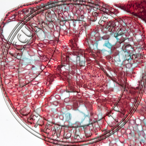 A-241-3 Juniperus virginia Leaf Prepared Microscope Slide