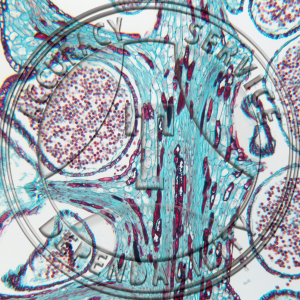 A-241-4 Juniperus virginia Male Cone Prepared Microscope Slide