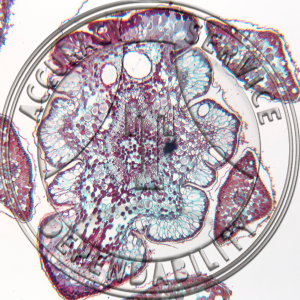 A-242-1 Larix laricina Stem Prepared Microscope Slide