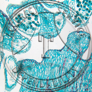 A-242-4 Larix laricina Male Strobilus Prepared Microscope Slide