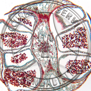 A-242A-1 Libocedrus Male Strobiuls CS Prepared Microscope Slide