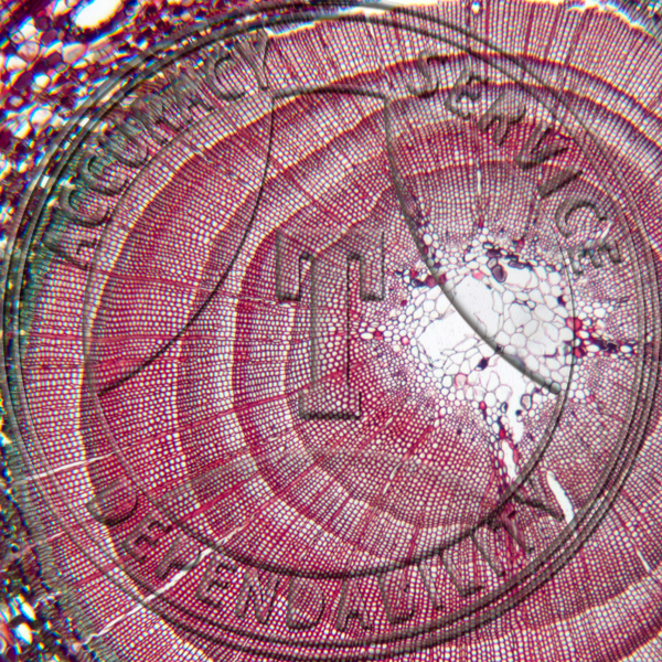 A-243-1 Picea abies Stem CS Prepared Microscope Slide