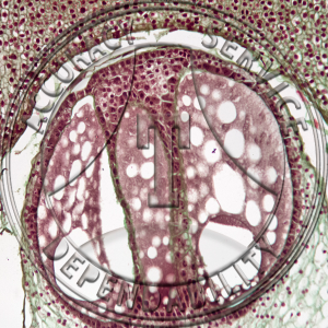 10-6QQQ Pinus Archegonium Near Median LS Neck Cells Prepared Microscope Slide