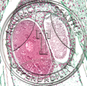 10-6Z Pinus Archegonium LS Fertilization Prepared Microscope Slide