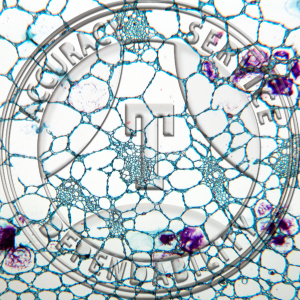 12-256 Calla palustris Rhizome Prepared Microscope Slide 