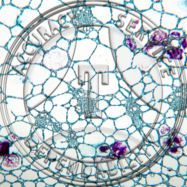 12-256 Calla palustris Rhizome Prepared Microscope Slide 
