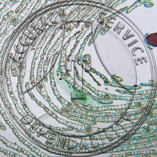 12-261 Elodea canadensis Stem Tip CS Prepared Microscope Slide