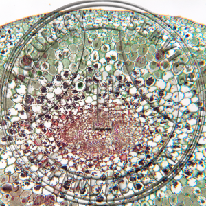 12-9* Corallorhiza striata Prepared Microscope Slide
