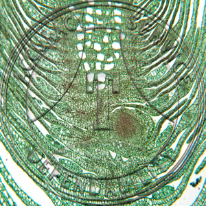 12-4B Elodea canadensis Stem Tip Prepared Microscope Slide