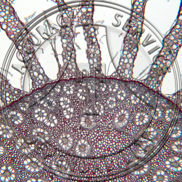 12-262B-2 Juncus balticus Rhizome Prepared Microscope Slide