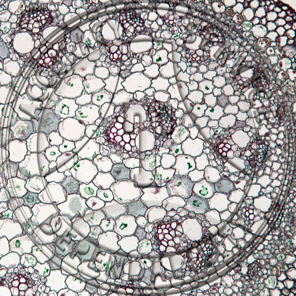 12-267-1 Smilax herbacea Young Stem CS Prepared Microscope Slide