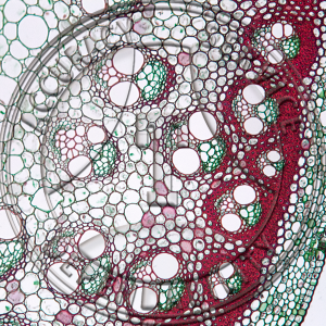 12-267-2 Smilax herbacea Mature Stem CS Prepared Microscope Slide