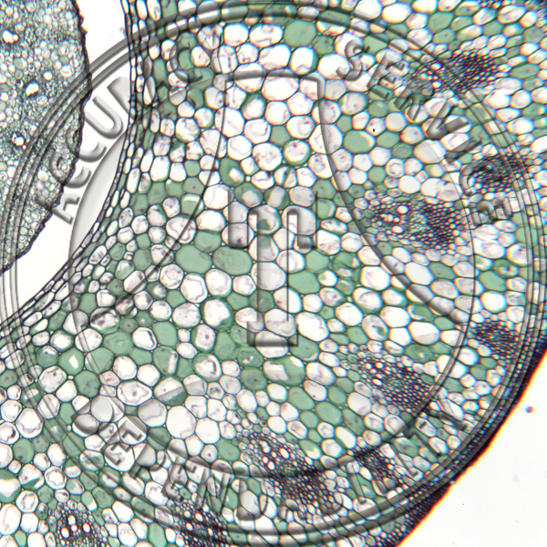12-273-3 Zea mays Stem & Leaf Sheath CS Prepared Microscope Slide