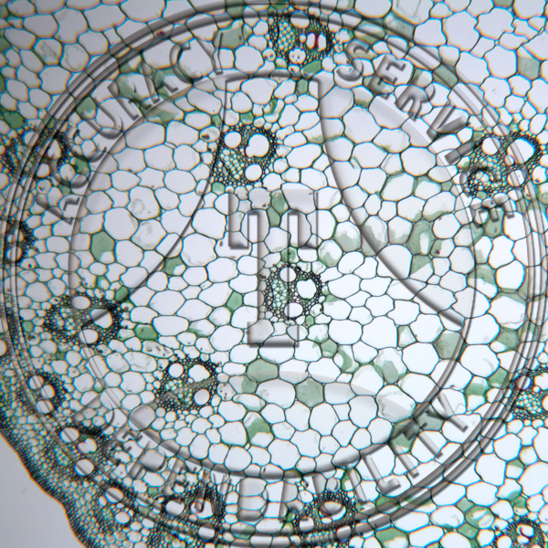 12-8SP Zea mays Stem & Root CS Prepared Microscope Slide