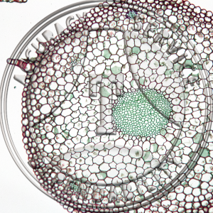 6-4A Mnium Fruiting Stem Prepared Microscope Slide 