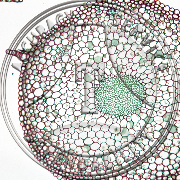 6-4A Mnium Fruiting Stem Prepared Microscope Slide 