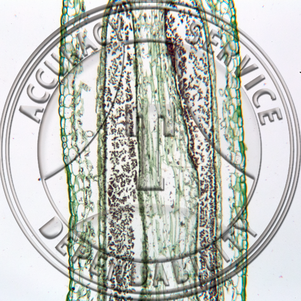 6-4III Mnium Median Mature Sporophyte Prepared Microscope Slide