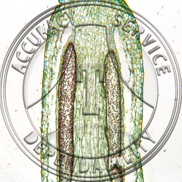 6-4IIII Mnium Mature Sporophyte Prepared Microscope Slide