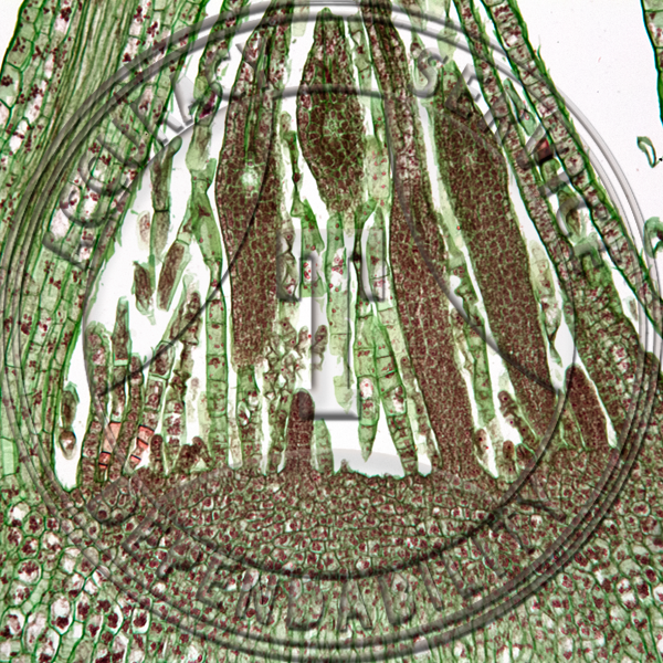 6-4SP Mnium Life Cycle Prepared Microscope Slide 