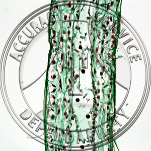 5-2C Anthoceros Sporophyte LS Prepared Microscope Slide