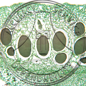 5-4AA Conocephalum Antheridia Prepared Microscope Slide