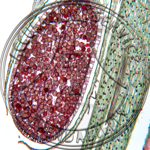 5-4CC Conocephalum Mature Sporophyte Prepared Microscope Slide 