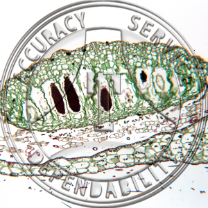 A-202-2 Dumortiera Prepared Microscope Slide