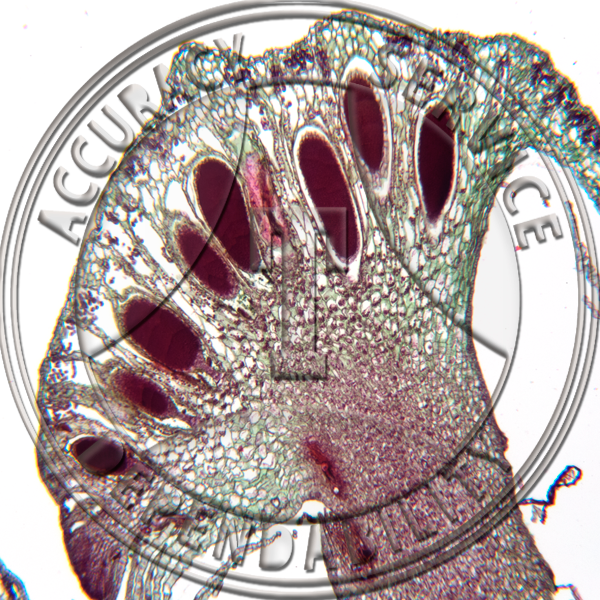 Marchantia polymorpha Antheridium Prepared Microscope Slide