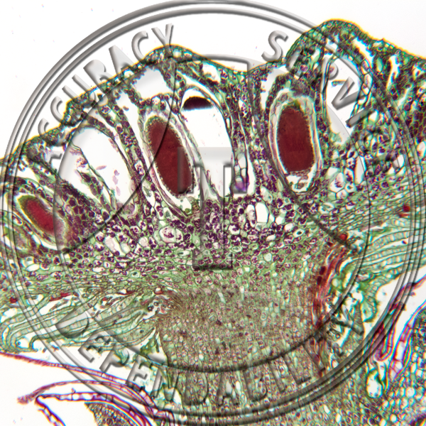 5-6CCC Marchantia polymorpha Antheridium Head Prepared Microscope Slide