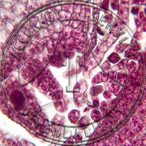 5-6F Marchantia polymorpha Archegonium 2-4 Celled Axial Column Prepared Microscope Slide
