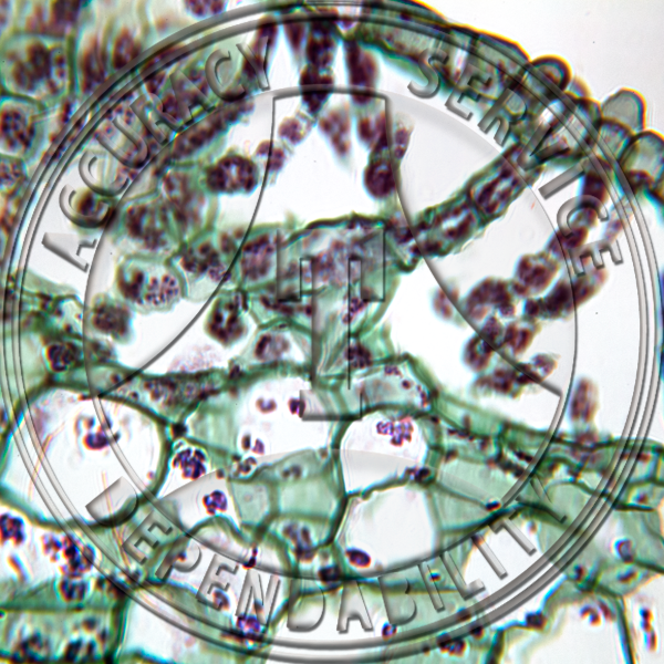 5-6G Marchantia polymorpha Median Mature Archegonium Prepared Microscope Slide