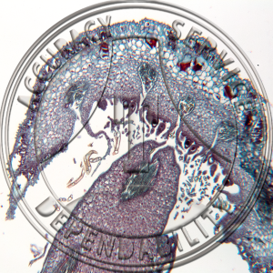 5-6GGG Marchantia polymorpha Archegonial Heads Prepared Microscope Slide 