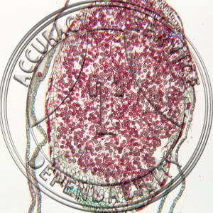 5-12FF Porella Mature Sporophyte Median LS Prepared Microscope Slide