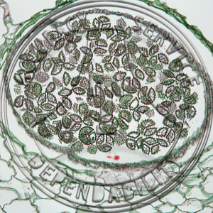 5-10CC-1 Ricciocarpus natans Tetrad to Mature LS Prepared Microscope Slide