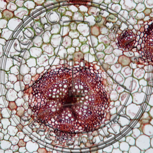 3-74* Fusarium oxysporum Prepared Microscope Slide