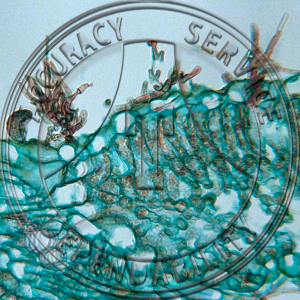 A-166 Cercospora racemosa Prepared Microscope Slide 