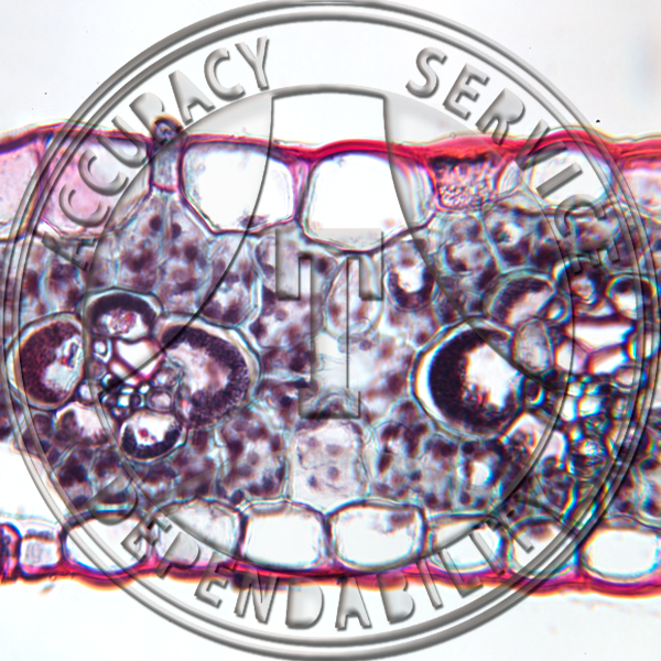 A-176A Helminthosporium maydis Prepared Microscope Slide