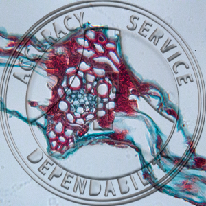 A-184 Rhynchosporium secalis Prepared Microscope Slide 