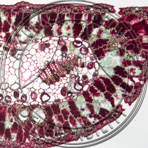 A-245A Pinus banksiana Leaf Prepared Microscope Slide